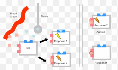 Basics Of Chemistry General Organic And Biological - Vertical Emoji,Emotions And Chemistry Of Hormones