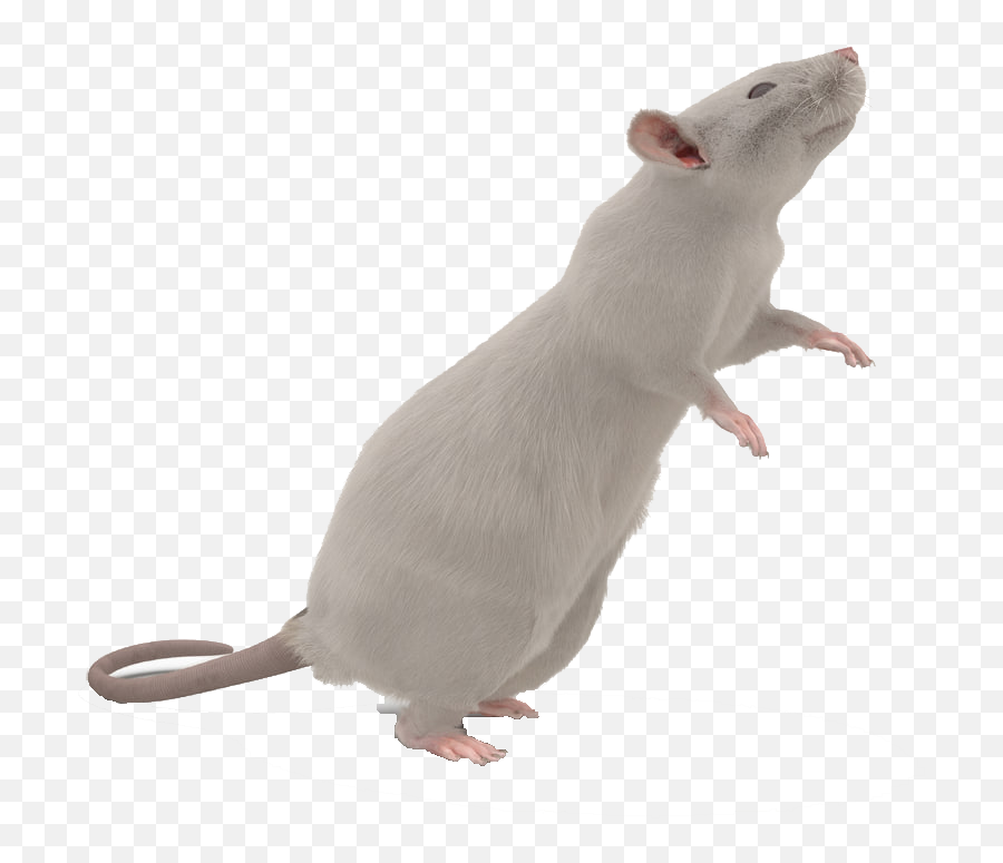 Mouse Animal Png - Mouse Transparent Background Transparent Background White Mouse Png Emoji,Mouse Trap Emoji