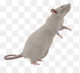 Mouse Animal Png - Mouse Transparent Background Transparent Background White Mouse Png Emoji,Mouse Trap Emoji