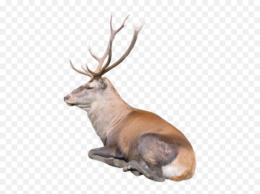 Deer Wallpaper For Free Posted - Reno Acostado Emoji,Whitetail Deer Emoji