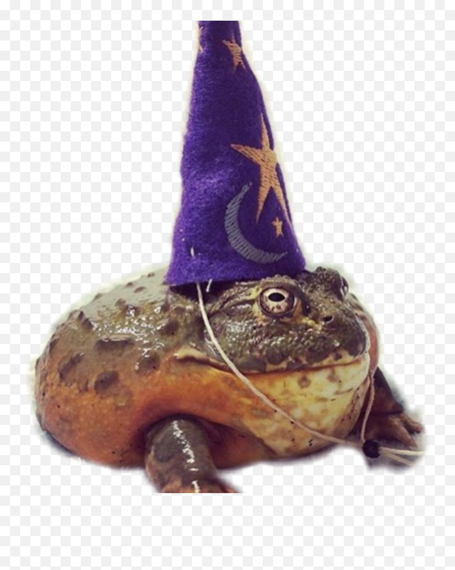 Frog Dirtcore Wizardcore Magic Bog - Toad With Wizard Hat Meme Emoji,Frog Emoji Hat