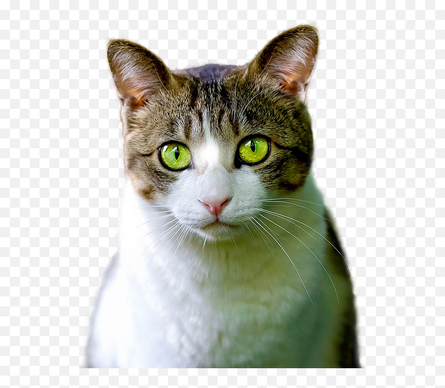 Free Photo Cat Render Png Pet Feline - Green Eyed Cat Png Emoji,Cat Eye Emotions
