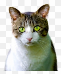 Free Photo Cat Render Png Pet Feline - Green Eyed Cat Png Emoji,Cat Eye Emotions