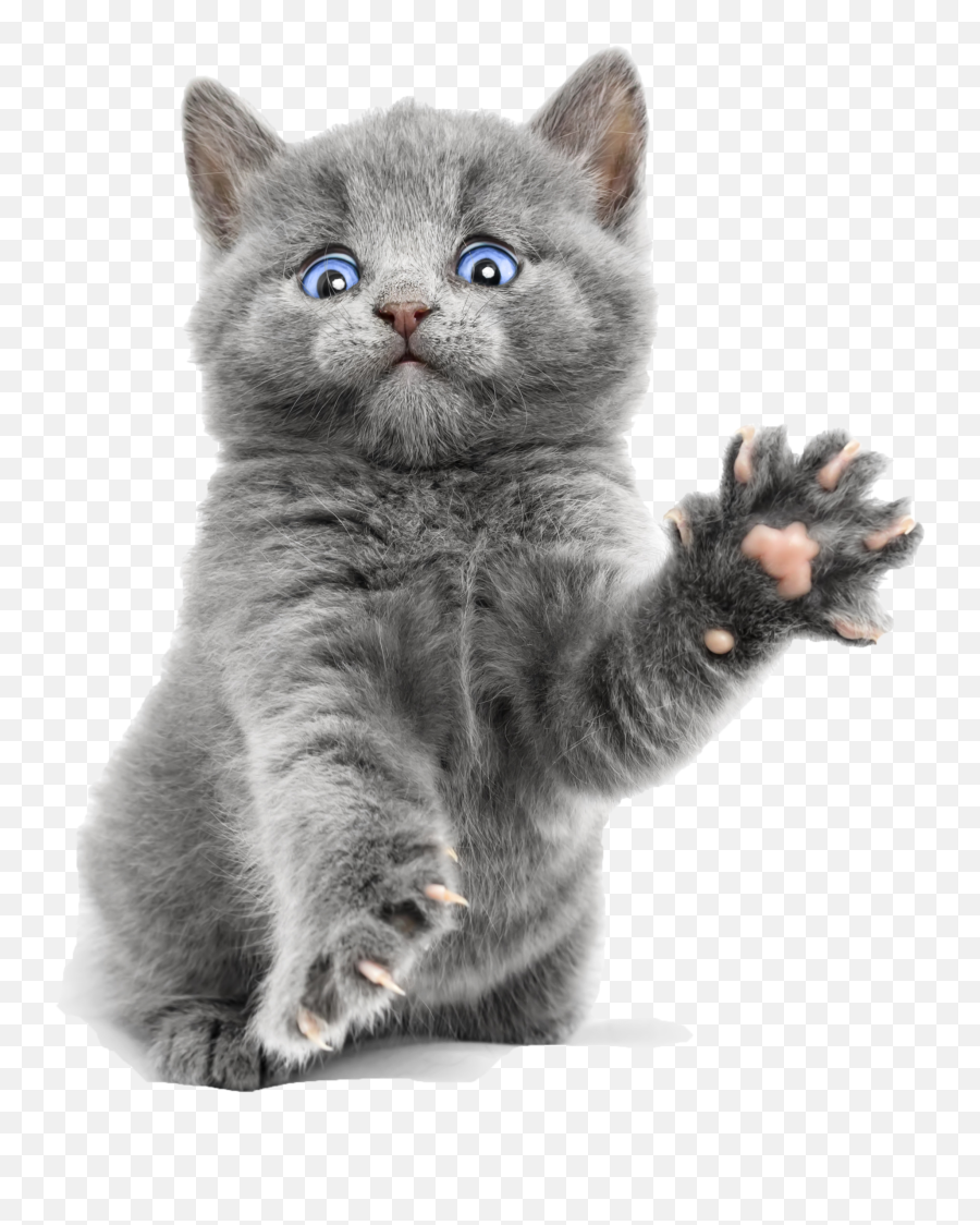 Download Blue Cute Kitty Ragdoll Bengal - Transparent Background Kitten Png Emoji,Grey Kitty Emoticon In Android