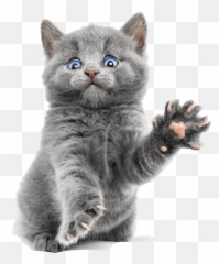 Download Blue Cute Kitty Ragdoll Bengal - Transparent Background Kitten Png Emoji,Grey Kitty Emoticon In Android