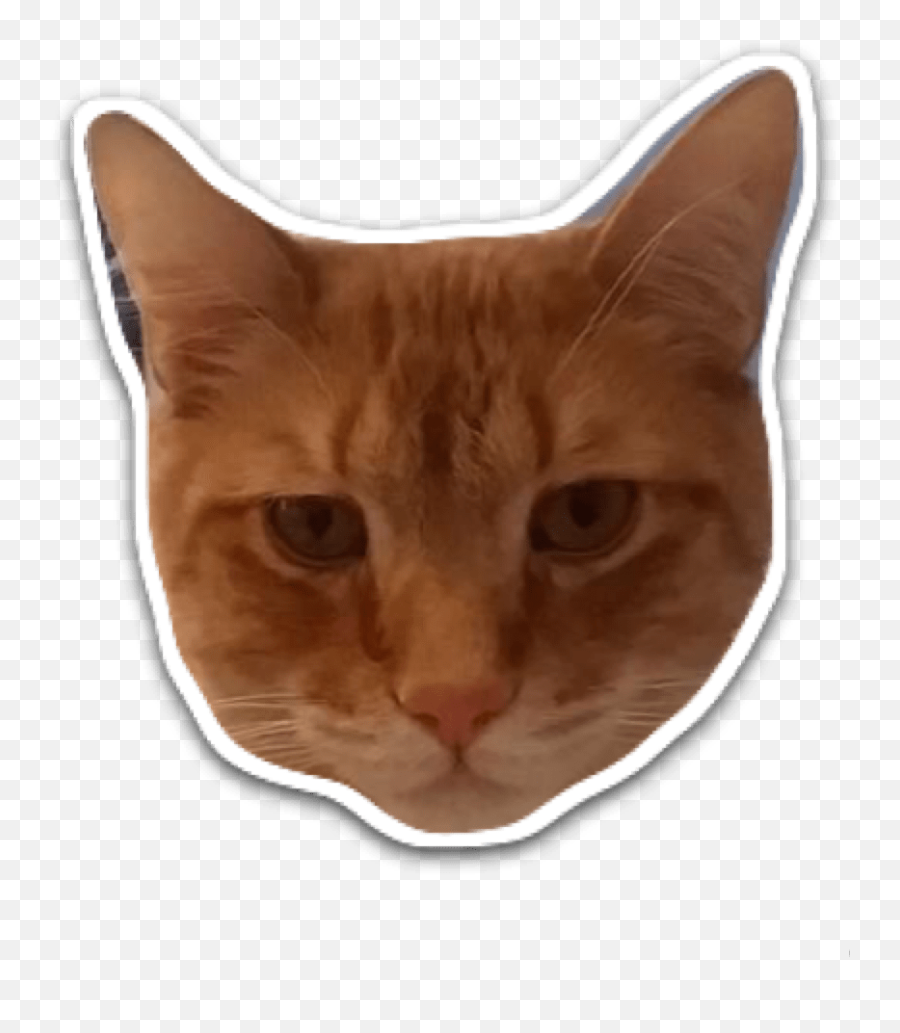 Make Your Selfies Into Your Very Own Meoji By Getameoji Fiverr - Domestic Cat Emoji,Selfie With Emojis Around It