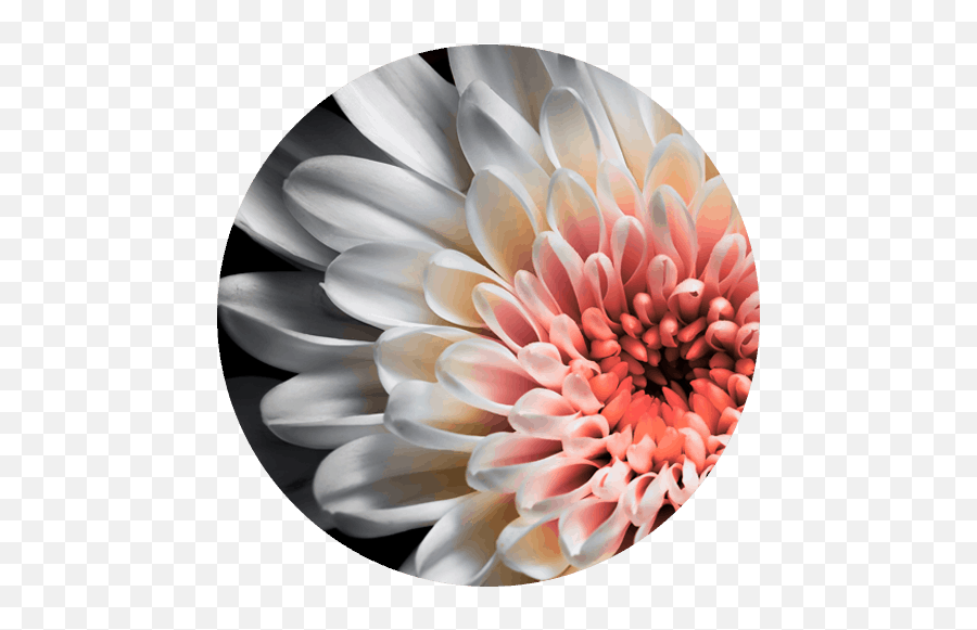 Acupuncture For Fertility U0026 Infertility Broomfield - White Many Petaled Flower Emoji,Acupuncture Intake Form Sleep Emotion