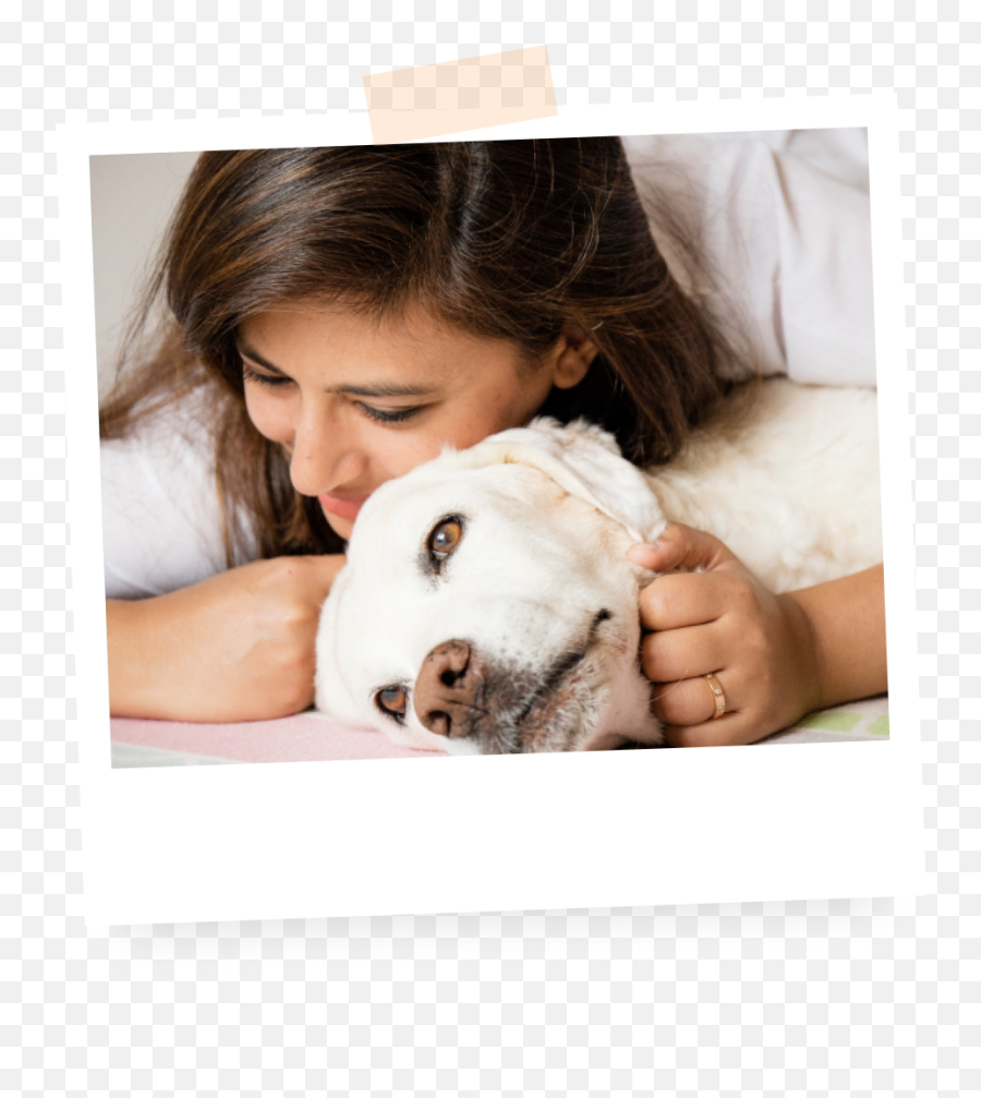 About Us - Comfort Emoji,Dog Emotion Committed To Human Pg