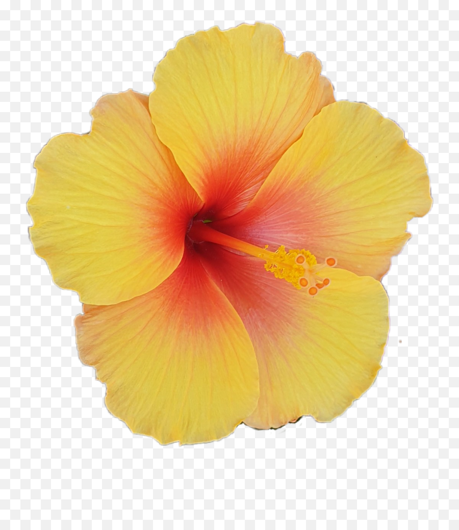 The Most Edited - Hawaiian Hibiscus Emoji,Hawaiian Flower Emoticon