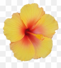 The Most Edited - Hawaiian Hibiscus Emoji,Hawaiian Flower Emoticon