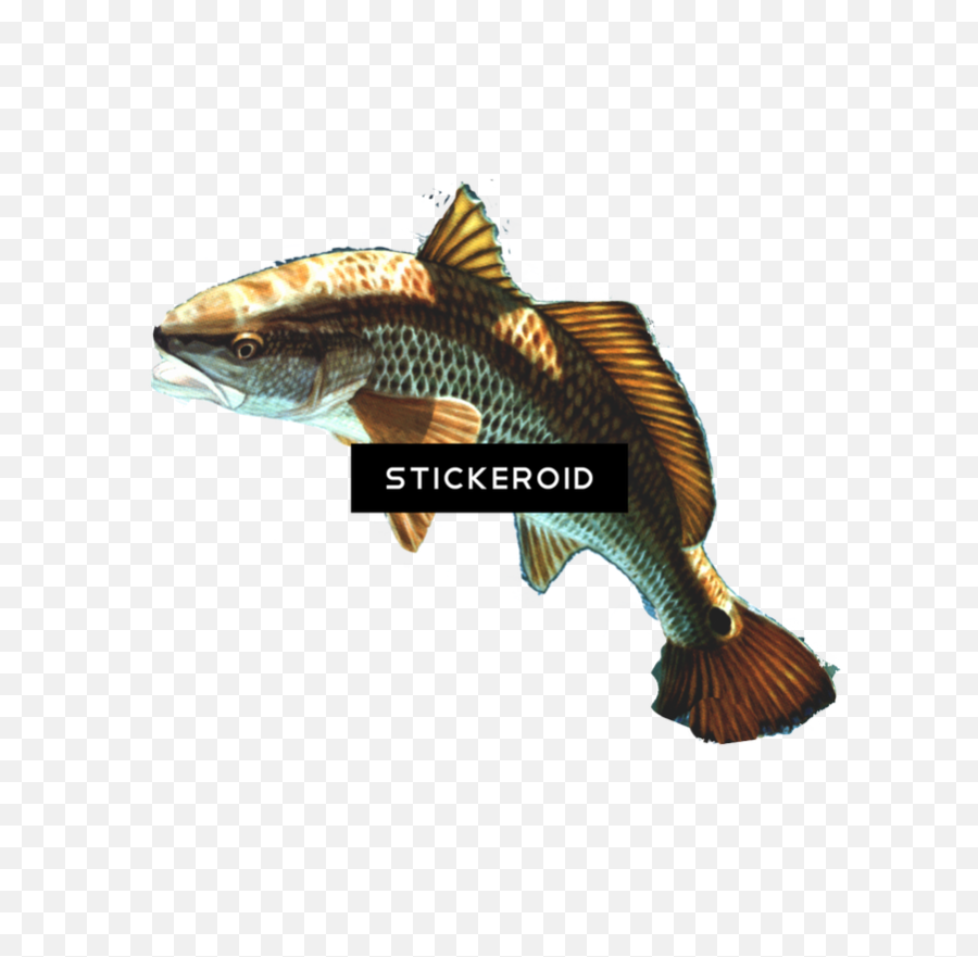 Fish Transparent Png - Free Download On Tpngnet Emoji,Koi Fish Emoticon
