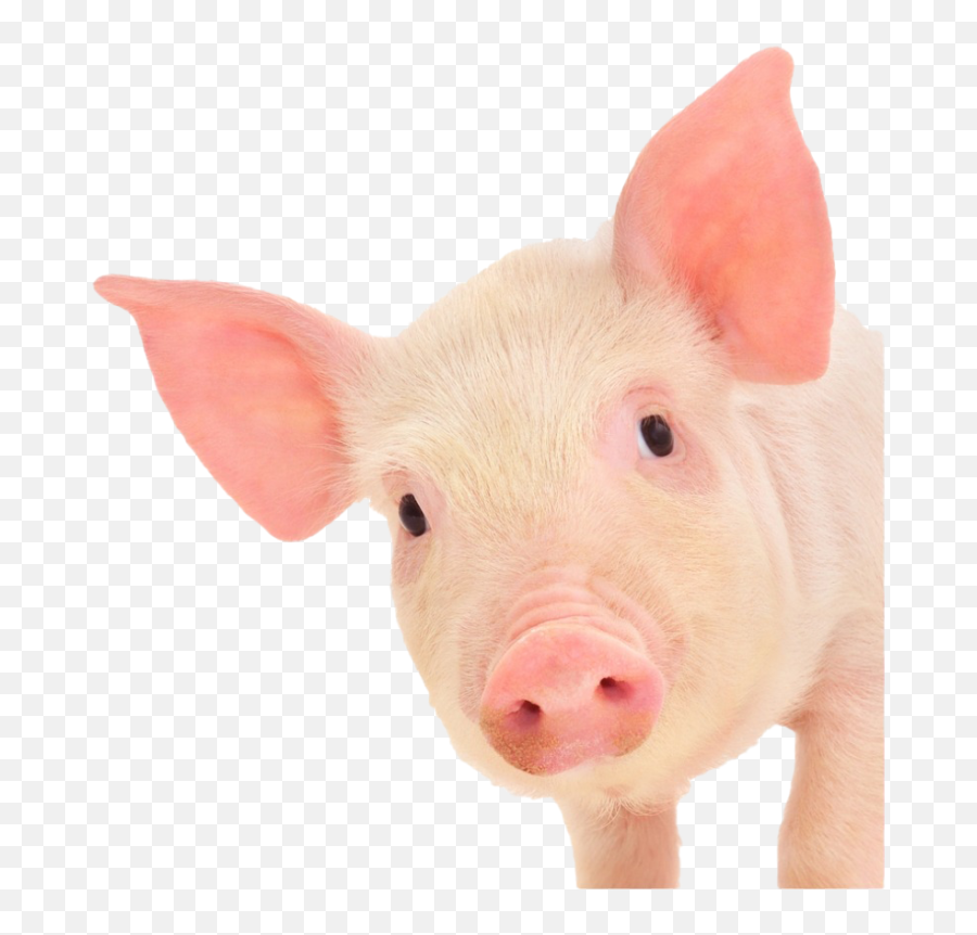 Cute Pig Png High Quality Image - Pngroyale Emoji,Pork Emoji