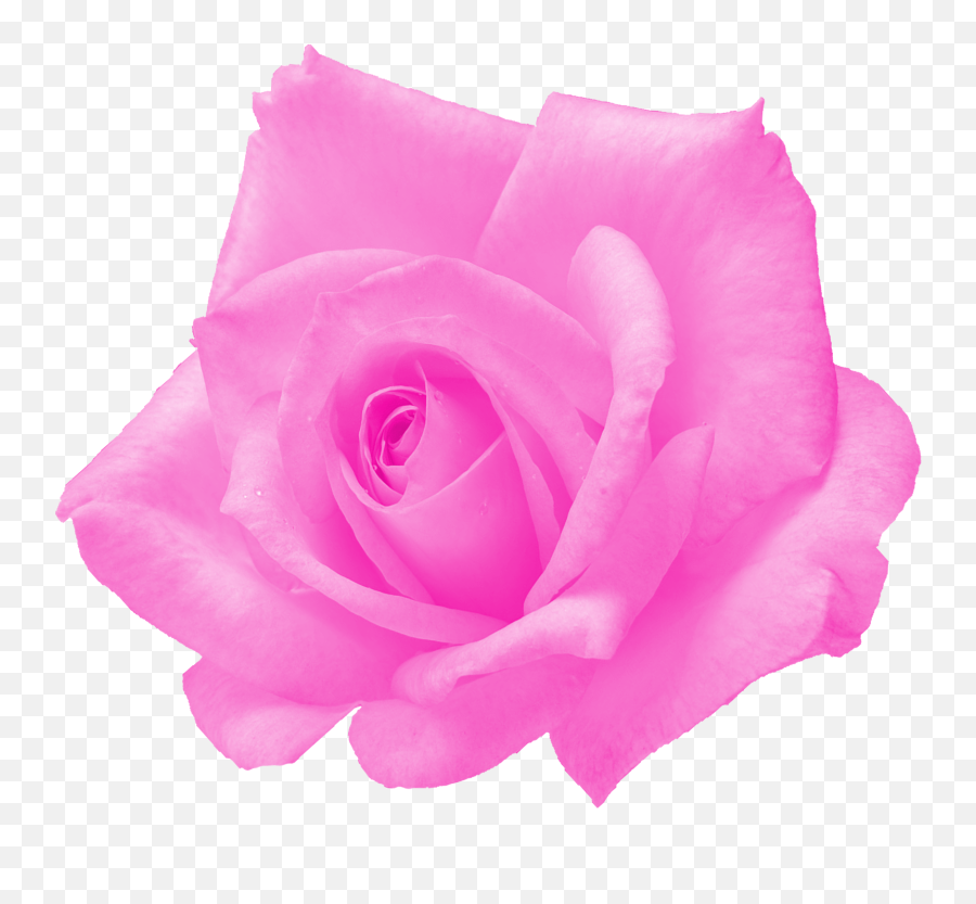 6 Pink Rose Png Transparent Onlygfxcom - Fresh Emoji,Blue Rose Emoji