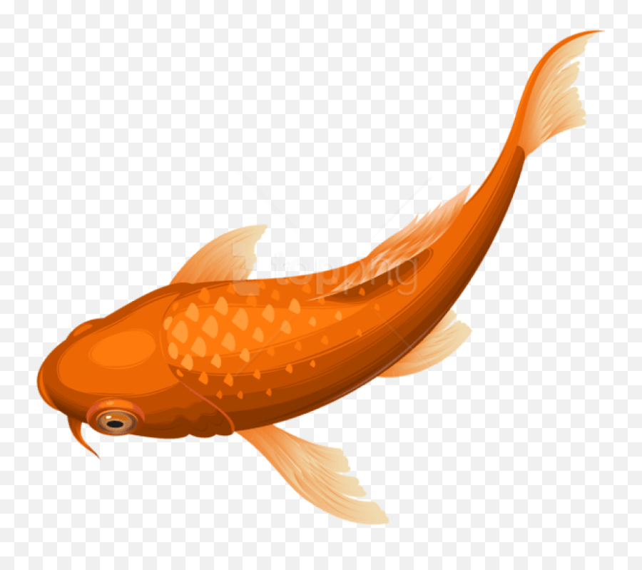 Download Hd Free Png Download Orange Koi Fish Transparent - Koi Fish Transparent Background Emoji,Free Fish Emoji