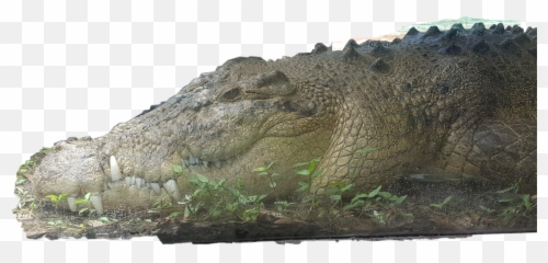 The Most Edited Thrill Picsart - Big Emoji,Alligator Man Emoji