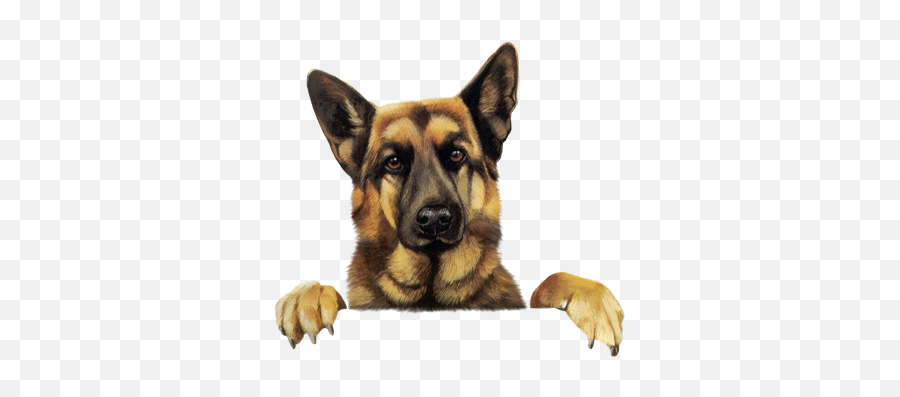 Dog Is God Spelled Backwards - Vector German Shepherd Png Emoji,How To Tell German Shepherds Emotions By Their Ears