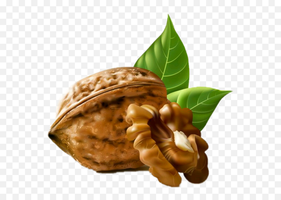 Nuts Nut Sticker - Walnut Vector Free Emoji,Nuts Emoji