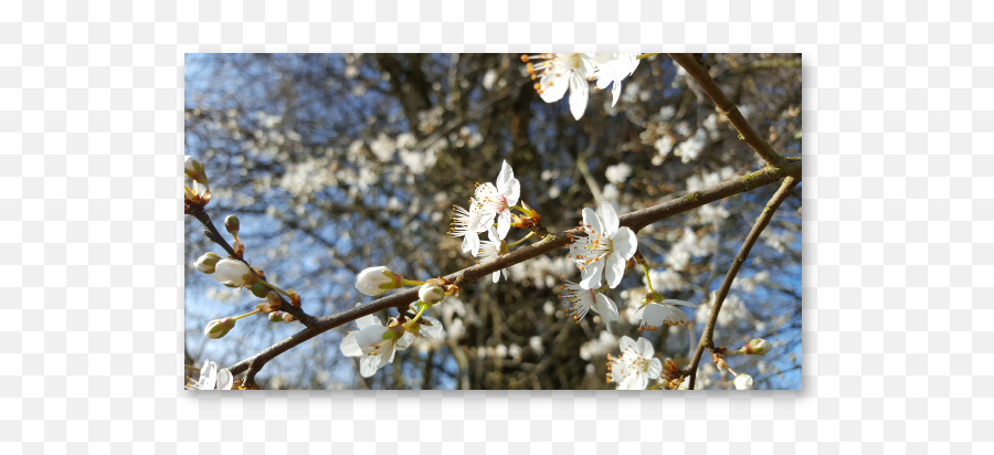 Our Spring Flower Essences - Cherry Blossom Emoji,Daffodil Pink Emotion