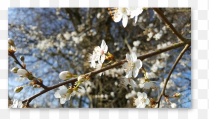 Our Spring Flower Essences - Cherry Blossom Emoji,Daffodil Pink Emotion