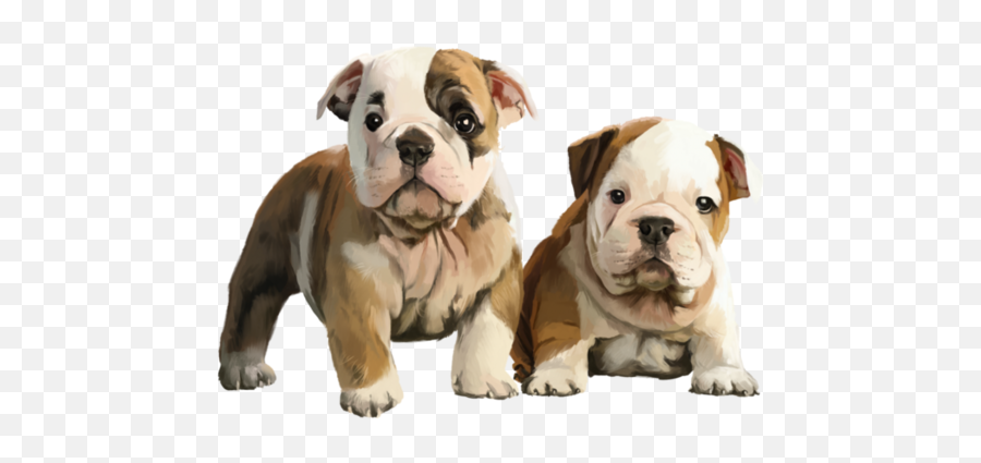 Chiens Dog Puppies Wallpapers - Cachorro Bulldog Ingles Png Emoji,Brave Marida Emotions