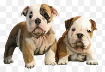 Chiens Dog Puppies Wallpapers - Cachorro Bulldog Ingles Png Emoji,Brave Marida Emotions