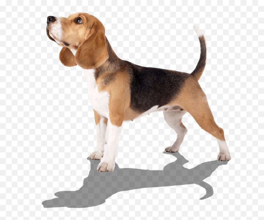 Bed Bug Detection Dog Inspection Emoji,Beagle Puppy Emotions
