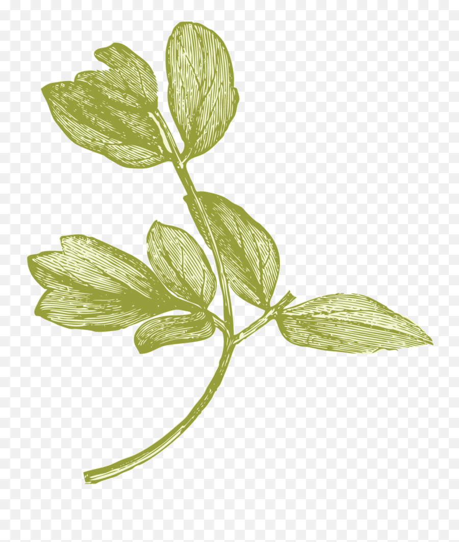 30 Simple Leaf Drawing Ideas - How To Draw Leaf Harunmudak Dessin D Une Feuille Libre De Droit Emoji,Things To Draw Easy Emojis