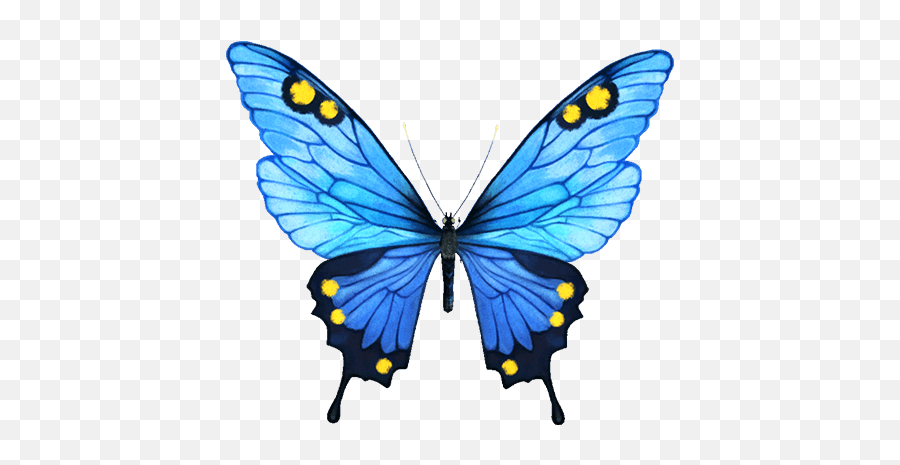 Free Blue Butterfly Png Download Free Blue Butterfly Png Emoji,2 Blue Butterfly Emojis