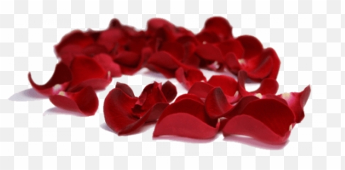 Delivery Policy - A Bella Mia Flowers Boston Emoji,Roses Are Senstive To Emotion