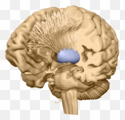 Anxiety U0026 Stress Treatment In Atlanta Roswell Sandy Emoji,Emotion And Regins In The Body