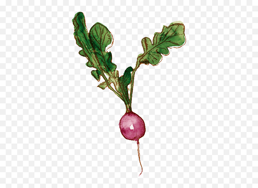 English Einfach Gut Gekocht Emoji,Beetroot Emoji