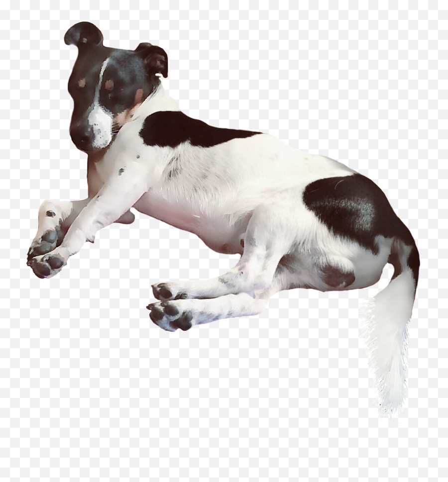 Lupi Jrt Jackrussell Myedit Sticker - Dog Supply Emoji,Jack Russell Emoji