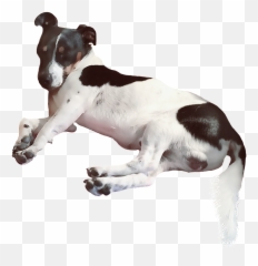 Lupi Jrt Jackrussell Myedit Sticker - Dog Supply Emoji,Jack Russell Emoji