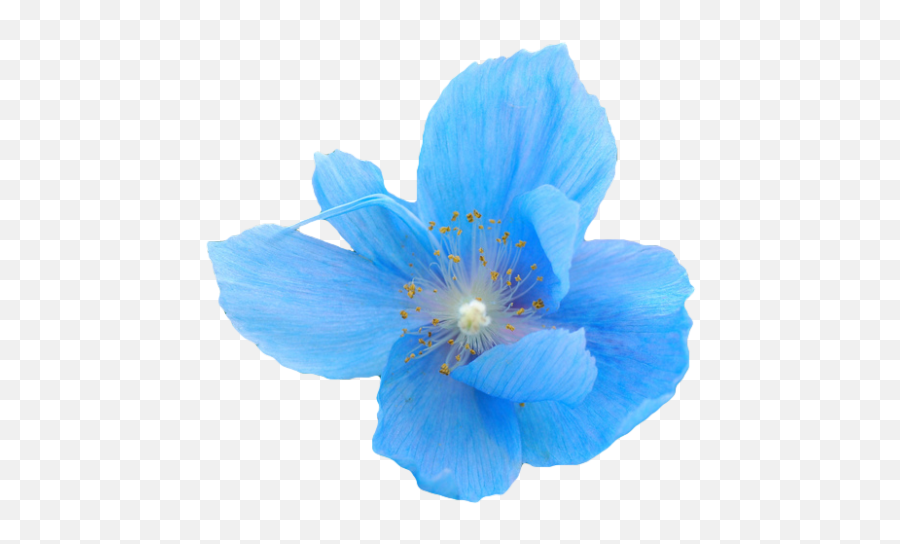 Aesthetic Blue Flower Png - Largest Wallpaper Portal Small Flower Blue Transparent Background Emoji,Flowe Emoji