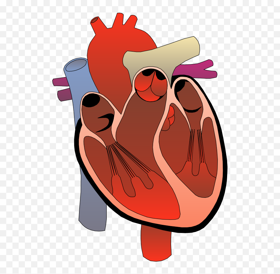 Lungs Clipart Anatomical Heart Lungs Anatomical Heart - Part Of The Human Heart Do You See Emoji,Cursed Emoji Humans