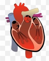 Lungs Clipart Anatomical Heart Lungs Anatomical Heart - Part Of The Human Heart Do You See Emoji,Cursed Emoji Humans