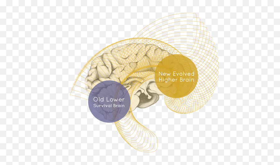 Pin On Hbl - Lower Brain Vs Higher Brain Emoji,Mindfulness Body Brain Emotions Images