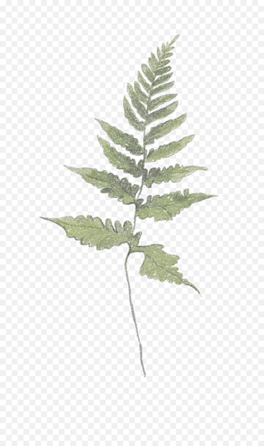 Leaves Fern Vintage Sticker By Nikka - Eagle Fern Emoji,Fern Emoji