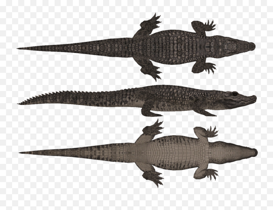 Dwarf Crocodile Hendrix U0026 Zerosvalmont Zt2 Download - Crocodile Tail Top View Emoji,Facebook Emoticons Alligator