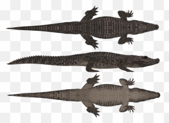 Dwarf Crocodile Hendrix U0026 Zerosvalmont Zt2 Download - Crocodile Tail Top View Emoji,Facebook Emoticons Alligator
