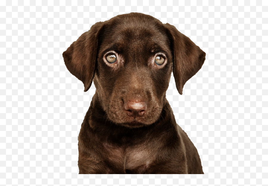 Great Html And Css Forms You Can Use - Cachorro Chorando Emoji,Big Blinking Puppy Dog Eyes Emoji
