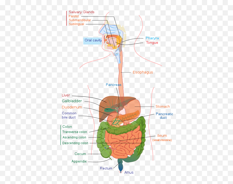 The Gastrointestinal And Urinary Systems Medical - Digestion And Absorption Emoji,List And Explain Three Componets Part Of Emotions