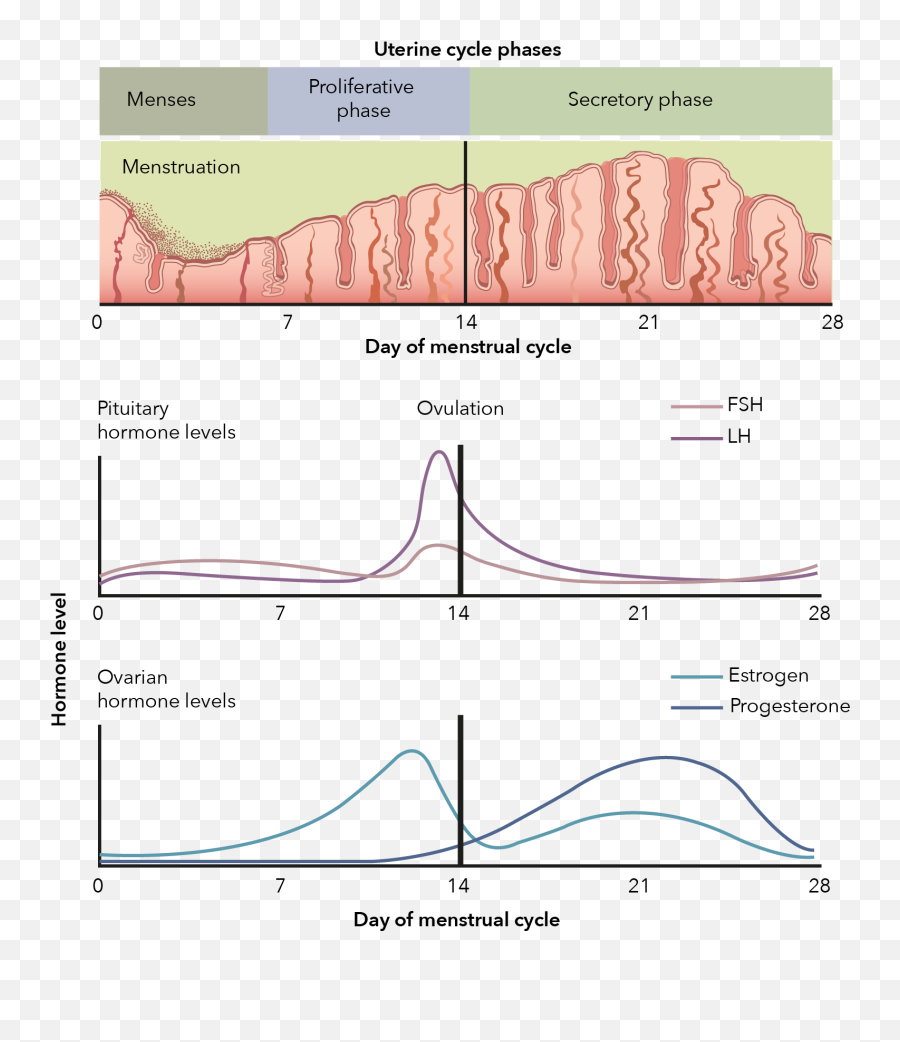 Human Sexuality - Critical Introduction To Human Sexuality Ovulation Emoji,Menstrual Cycle Emotions