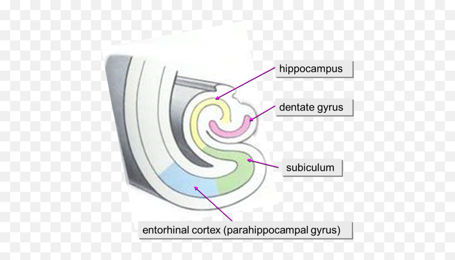 Guiding Questions 12 Memory And Mood Flashcards Quizlet - Vertical Emoji,Emotion Defintion