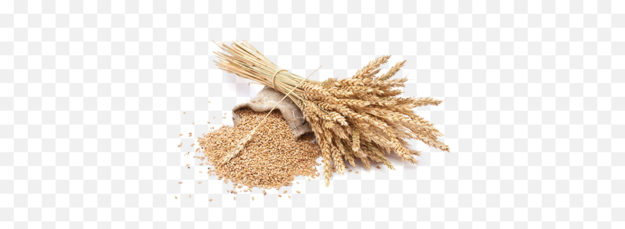 Grain Png Picture Png Mart Emoji,Wheat Emoji