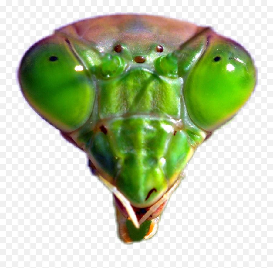 Mantis Sticker - Parasitism Emoji,Mantis Emoji