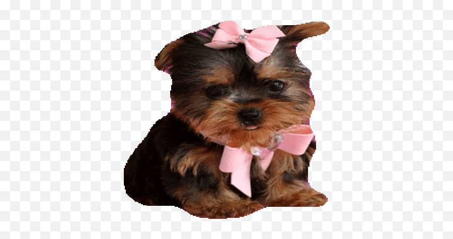 Yorkie Emoji Free Page 1 - Line17qqcom Teacup Yorkie Puppies,Weiner Dog Emoji