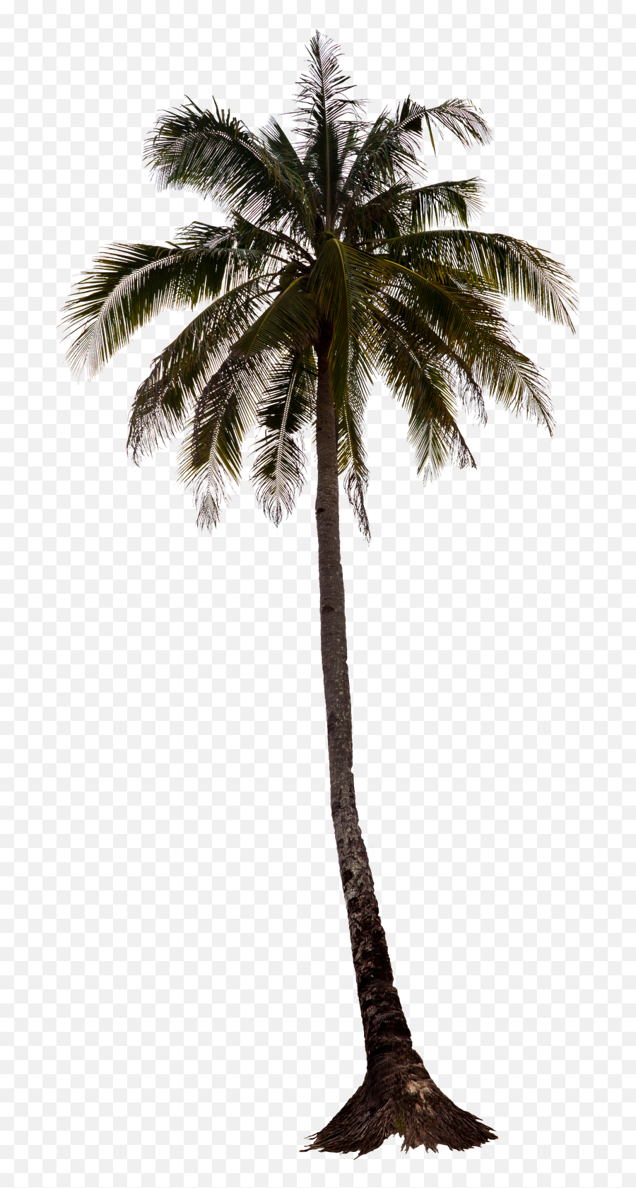 Download Hd Palm Tree Png Palm Trees - Coconut Trees For Photoshop Emoji,Palm Tree Emoji