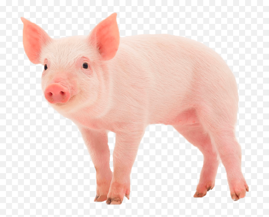 Oink Moo Meow Pig - Animal Sound Of Pig Emoji,What It The Emoji Pig And Knife