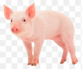Oink Moo Meow Pig - Animal Sound Of Pig Emoji,What It The Emoji Pig And Knife